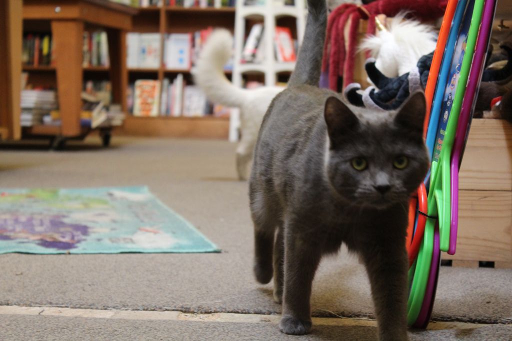 Copperfield's Books cats